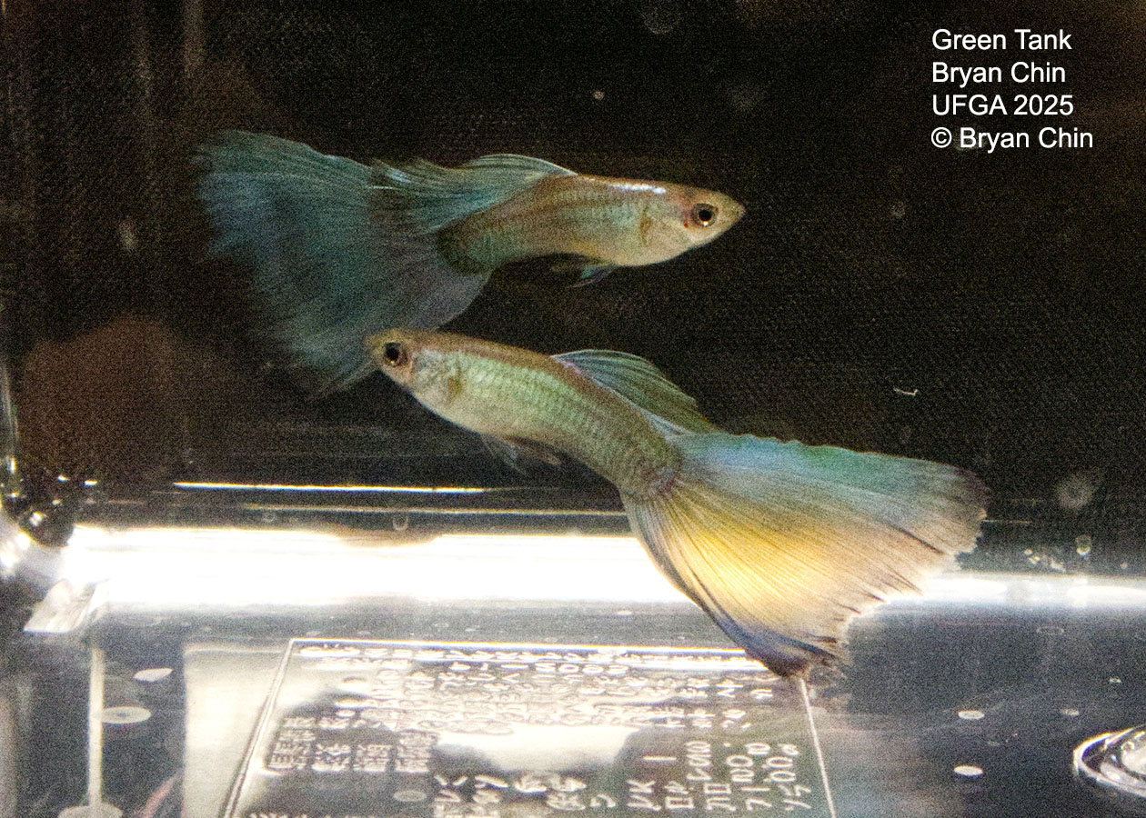 Guppy Green
